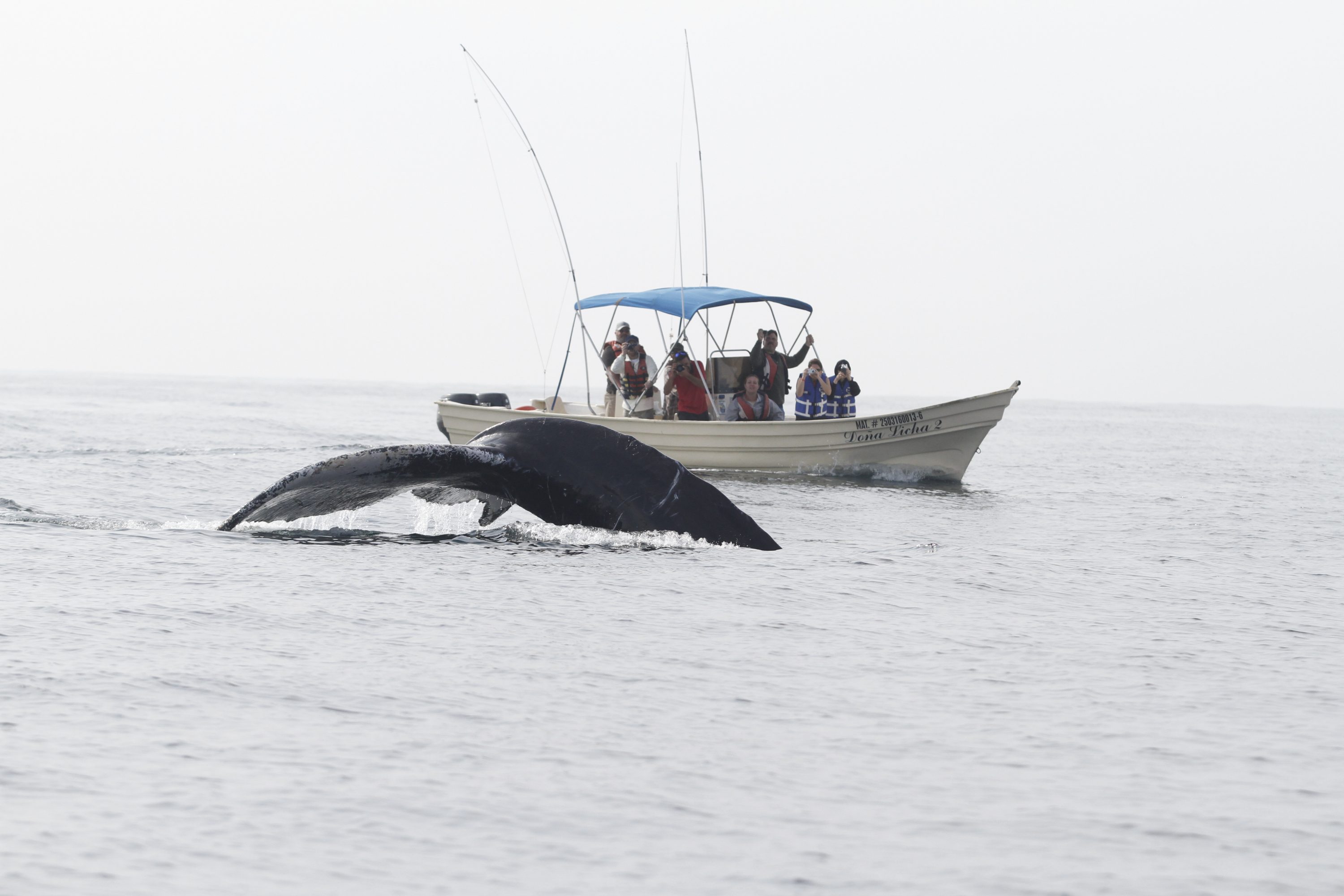 tour de ballenas jorobadas por onca exploraciones y el ocenografo oscar guzon