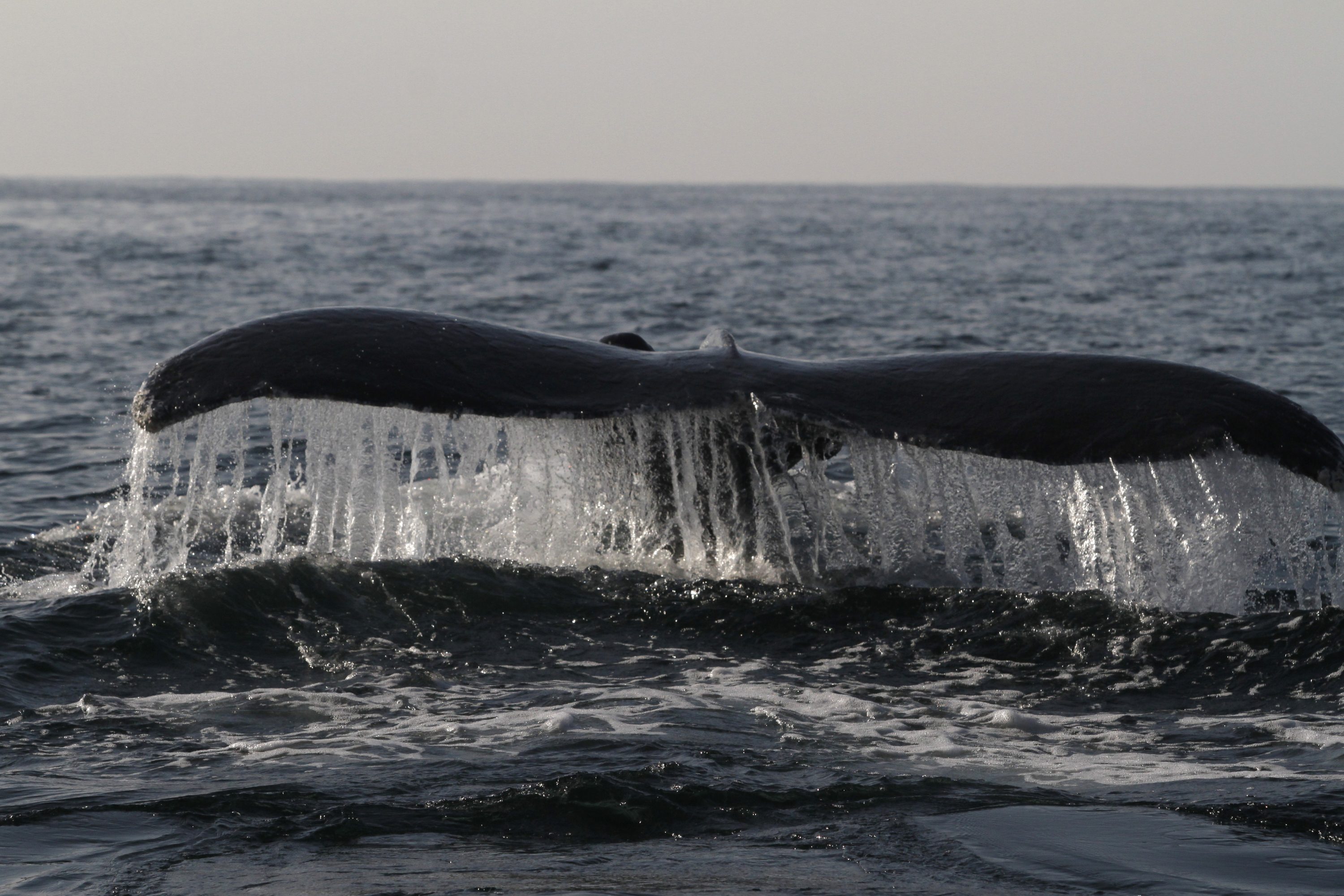 oscar guzon director de onca expedition lo entrevistan para yo ciudadano en la imagen avistamiento de ballenas con onca